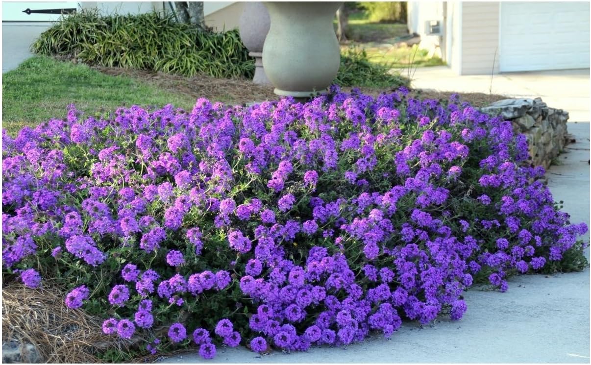 Moss Verbena - 50 + GROUNDCOVER Seeds - Creeping Perennial Purple Flower - USA