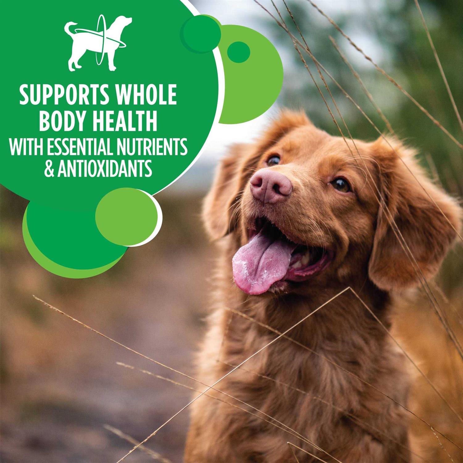 Iams Adult ProActive Health Minichunks Chicken Dry Dog Food - Pet Supplies online store