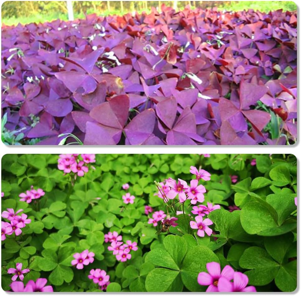 30pcs Mix Oxalis Triangularis Bulbs Purple and Green Shamrocks Bulbs Robust Bulbs for Planting Easy to Grow