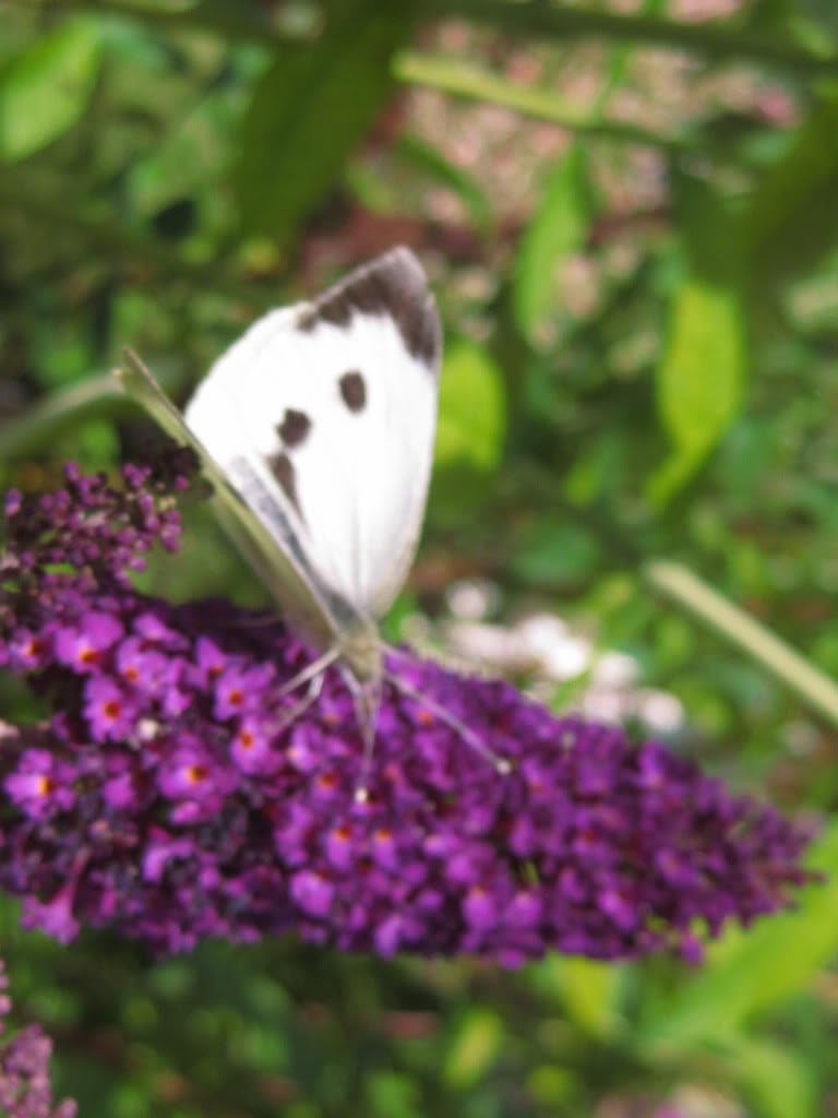 50 Violet Purple Butterfly Bush Buddleia Davidii Flower Shrub Seeds