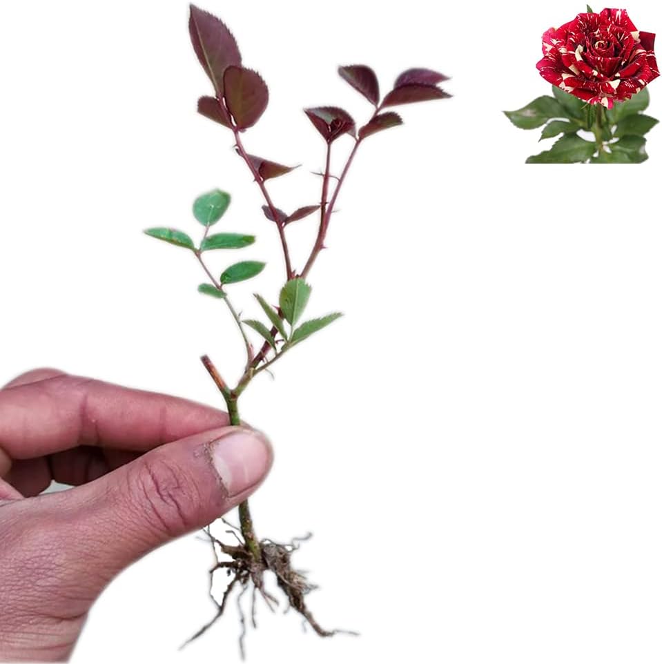 Rose Plants Live Ready to Plant Outdoors Seedlings,Dark Red Stripes Rose Bush,Multi Colours Rose Hedging,Home Garden Yard Decor Blooms,Easy Planting (1 Plant ,No Pot Include)