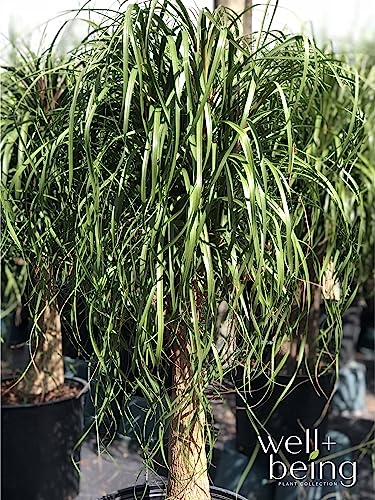 Nature's Way Farms Ponytail Palm Live Houseplant (8-15 inches Tall) in growers pot