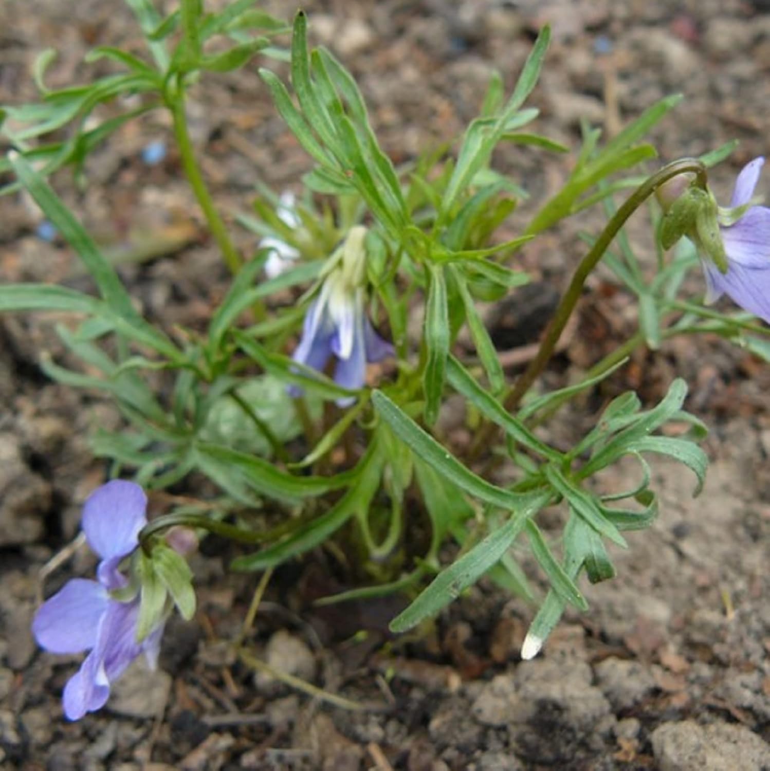 CHUXAY GARDEN Viola Pedatifida-Prairie Violet,Crow-Foot Violet,Larkspur Violet,Purple Prairie Violet,Coastal Violet 100 Seeds Hardy Attractive Deep Blue-Violet Flowers Showy Accent Plant