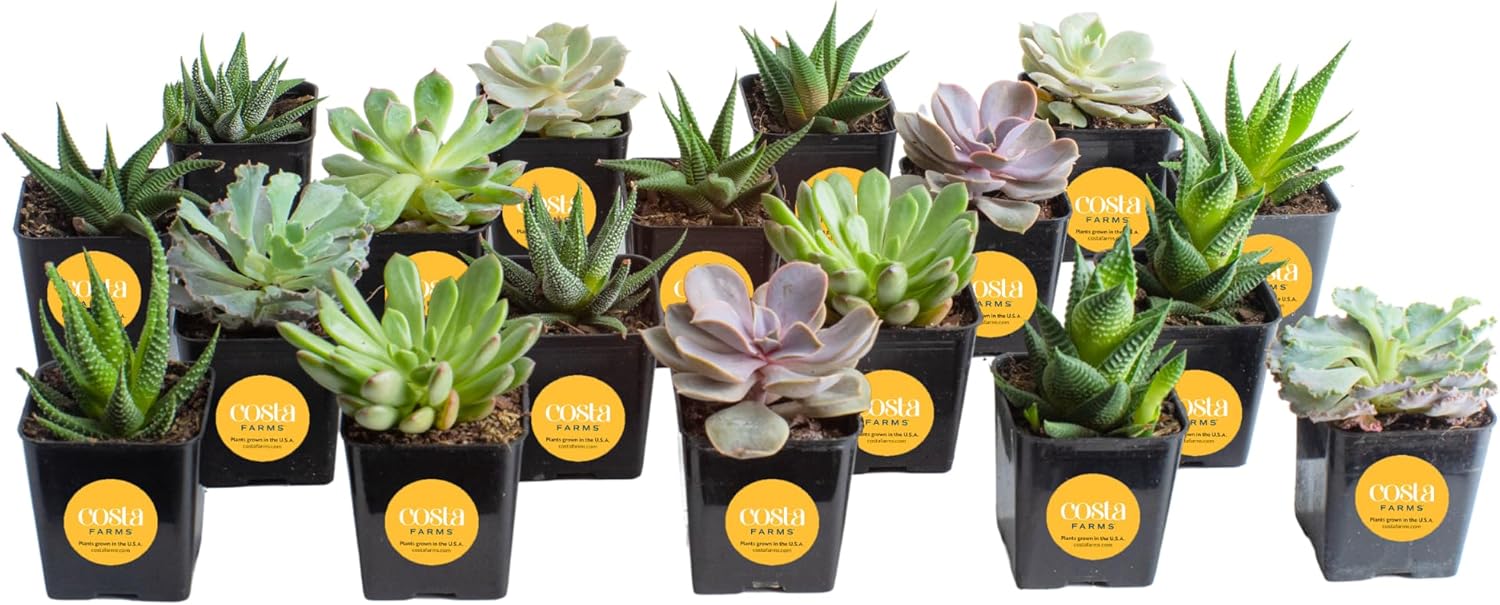 Costa Farms Succulents, Live Succulent Plants (18-Pack) Assorted Grower's Choice Live House Plants, Nursery Planter Pots, Potting Soil Mix, Bulk Gift for Baby Shower, Bridal Shower, DIY, Party Favors