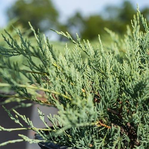 Perfect Plants Grey Owl Juniper 3 Gallon | Evergreen Low Spreading Groundcover Shrub