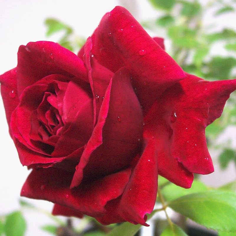 Red Don Juan Rose Bush Live Starter Plant, Fragrant Red Climbing Donjuan Rose for Planting Outdoor, No Pot, 1 Year Old Rose Plant, Well-Rooted Rose Plants Live Ready to Plant