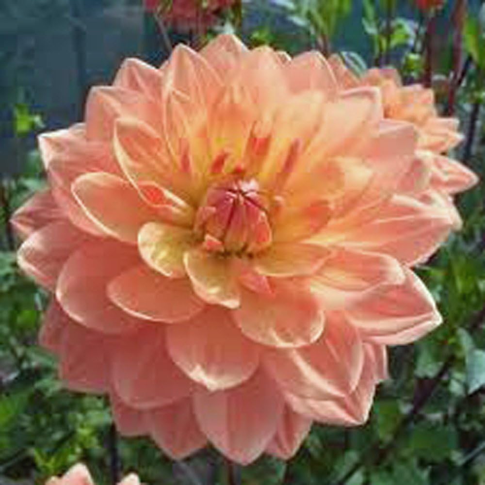 Dahlia, Root, DINNERPLATE Mix, Pack of 10 (Ten), Easy to Grow, Dahlias, Dahlia Bulb