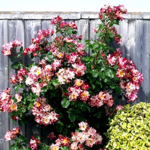 Starter Climbing Roses Live Plants, Rose Bushes Ready to Planting, No Pot, Cut Back, Well Rooted, 6-8 Months Old (Fourth of July)