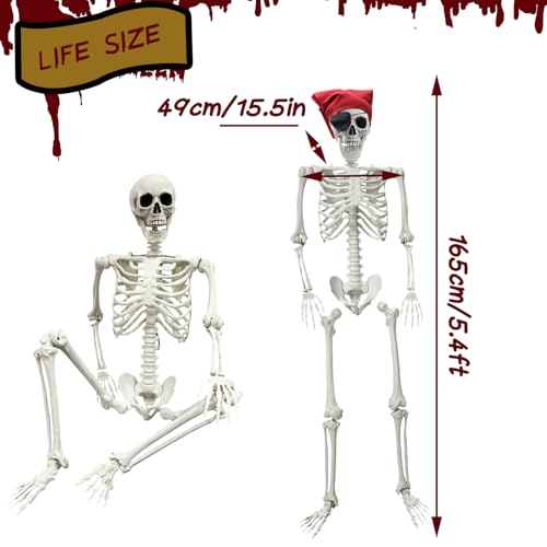 5.4Ft Halloween Skeleton - Life Size Full Body Realistic Human Bones with Posable Joints for Halloween Pose Skeleton Prop Decoration