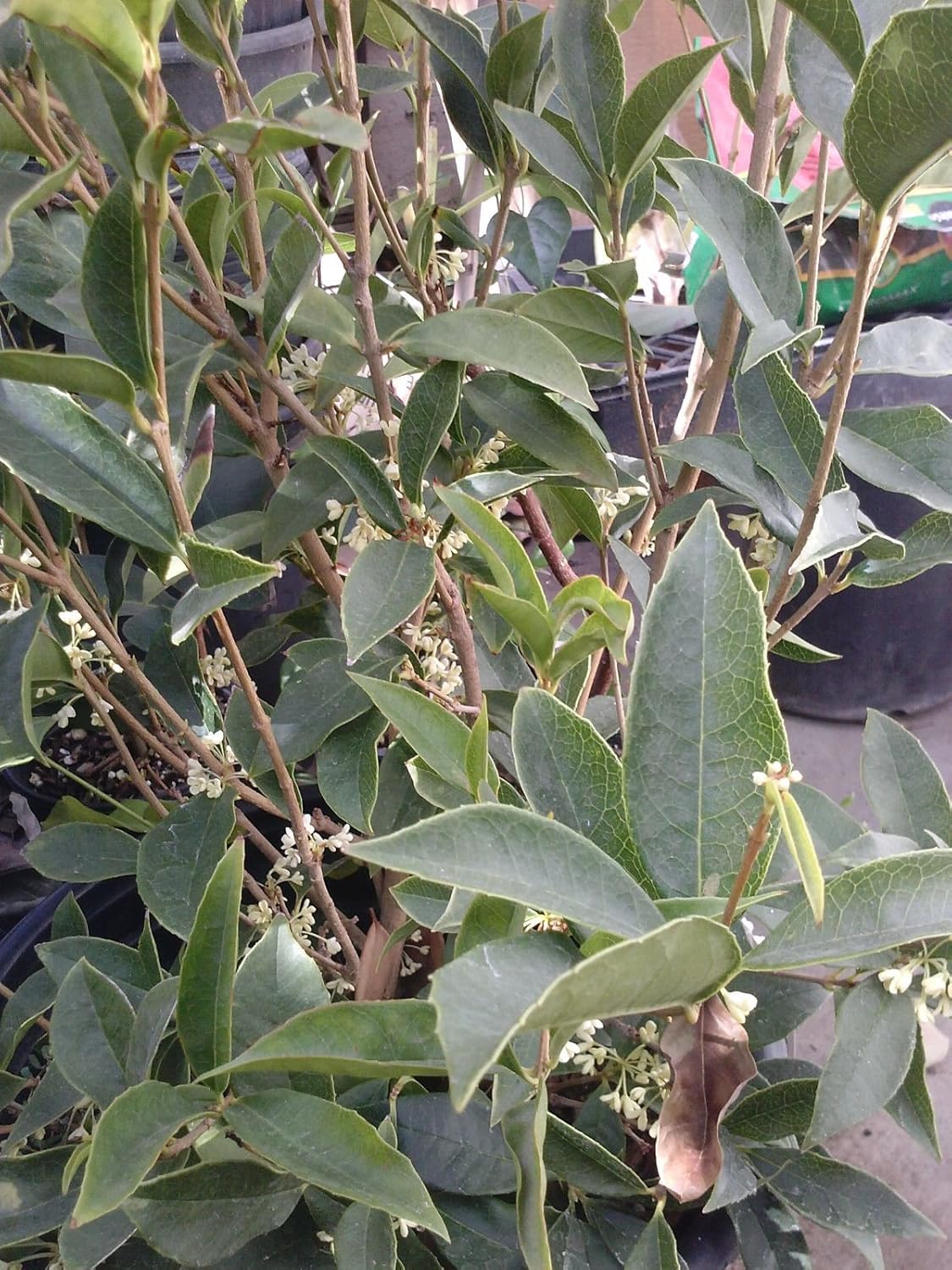 Sweet Olive (Osmanthus Fragrans) - 1 Plant - 2 Feet Tall - Ship in 1 Gal Pot
