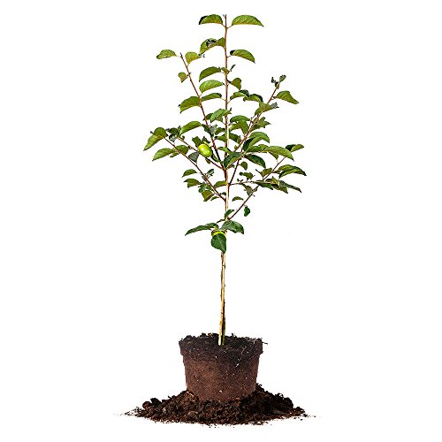 Perfect Plants Fuyu Asian Persimmon Tree, Live Plant (3-4 ft.)