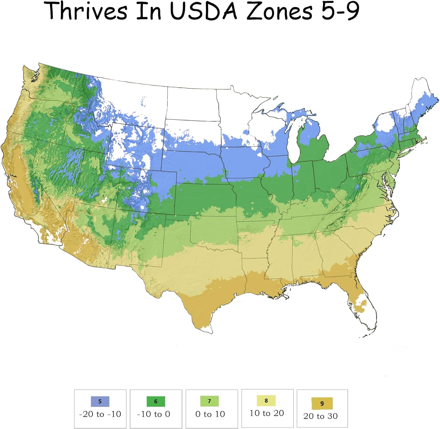 Pugster Amethyst 2 Gal. Buddleia, Purple Blooms