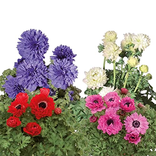 Easy to Grow Italian Anemone Mix Plant Bulbs (10 Pack) - Colorful Flowers in Spring Blooming Gardens