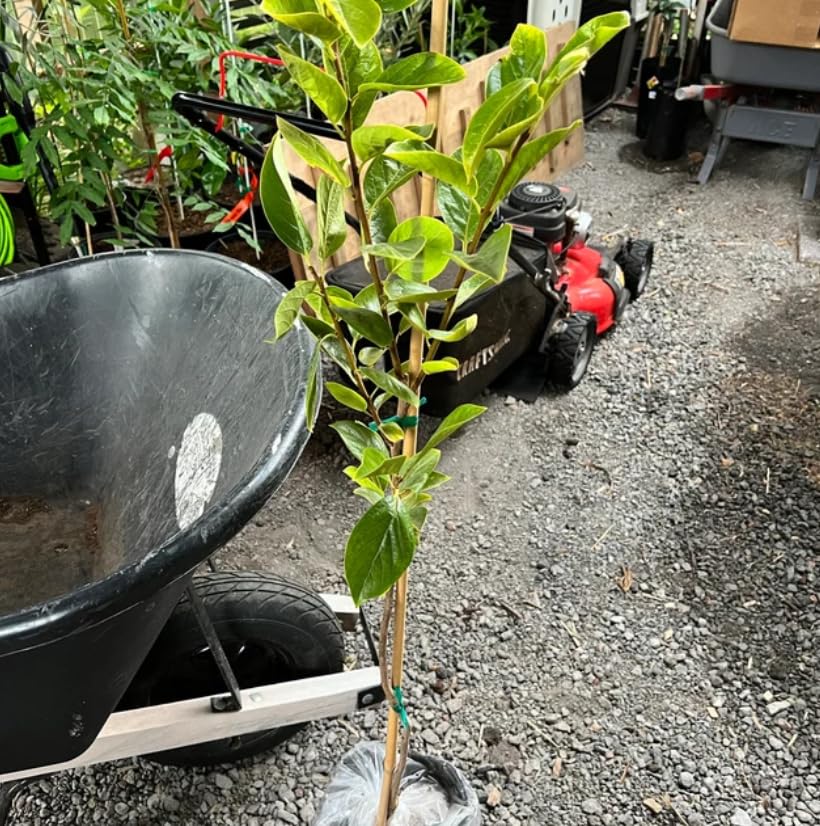 Hachiya Persimmon Tree - 24