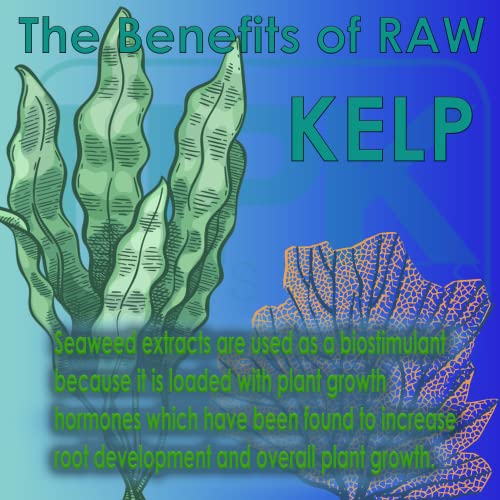 RAW Kelp 2oz - Biostimulant That is Rich in Organic Plant Hormones for Enhanced Growth - Indoor, Outdoor, Hydroponic Use
