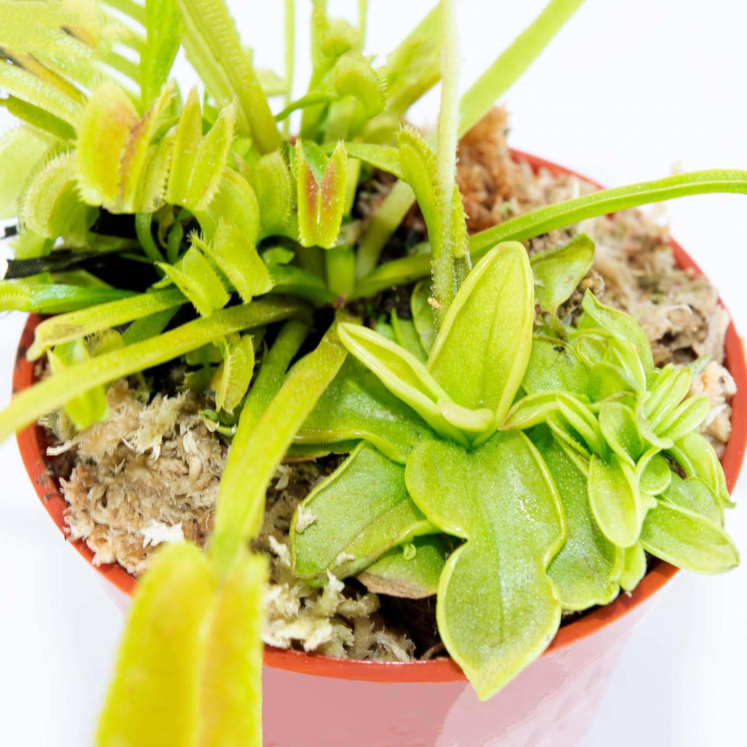 Bizarre House Plants- Venus Flytrap Butterwort Combo Live Plants- Live Carnivorous Wonder
