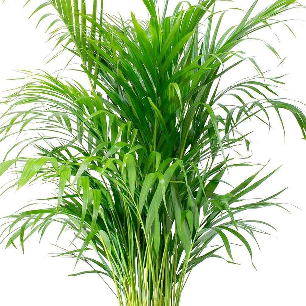 American Plant Exchange Areca Palm Indoor/Outdoor Air Purifier Live Plant, 6