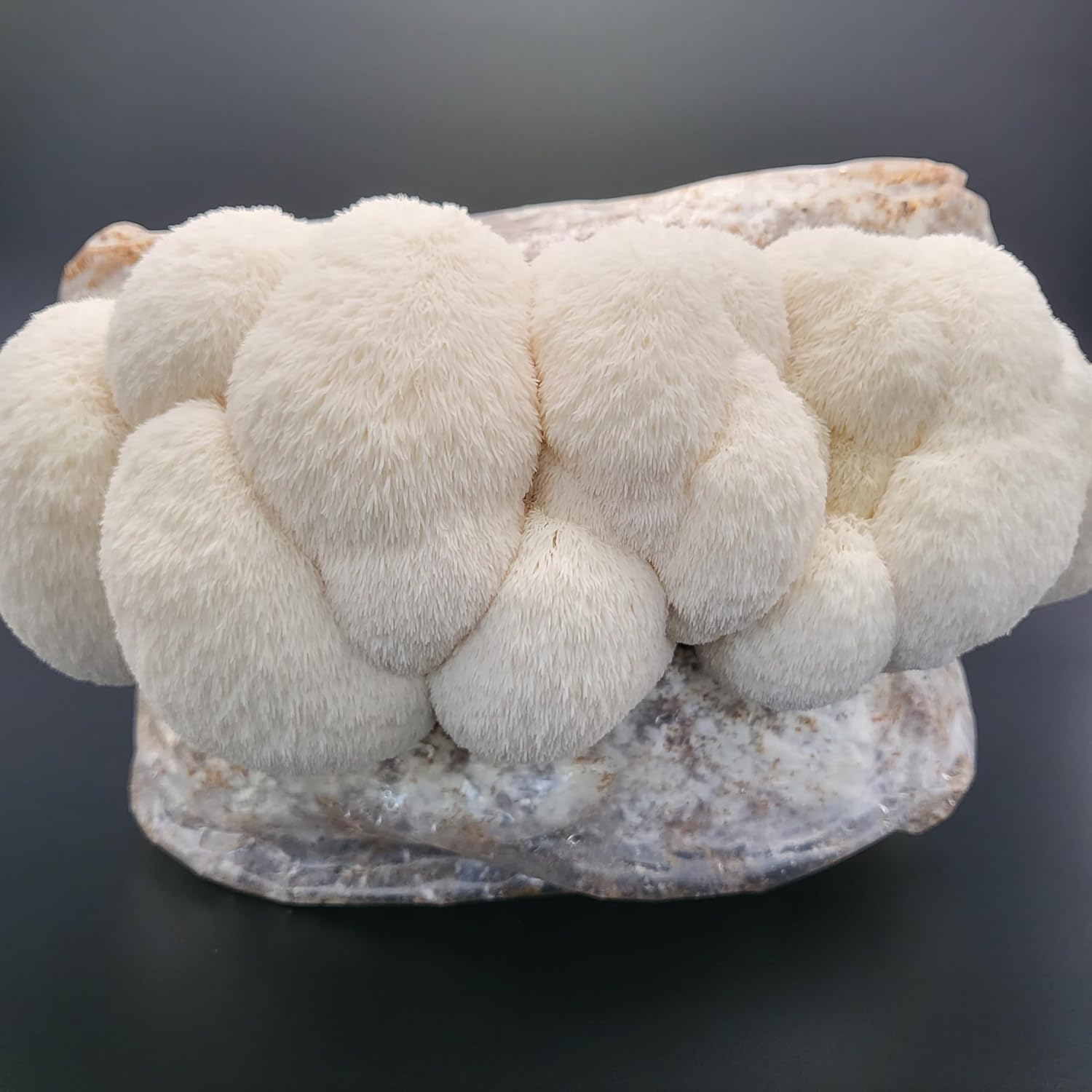 Lion's Mane Mushroom Grow Kit. XL/10lbs! Free Stickers, Sensor & Sprayer! Made with Hardwood & Organic Oats. Simply Cut, Spray, Grow! USA, White