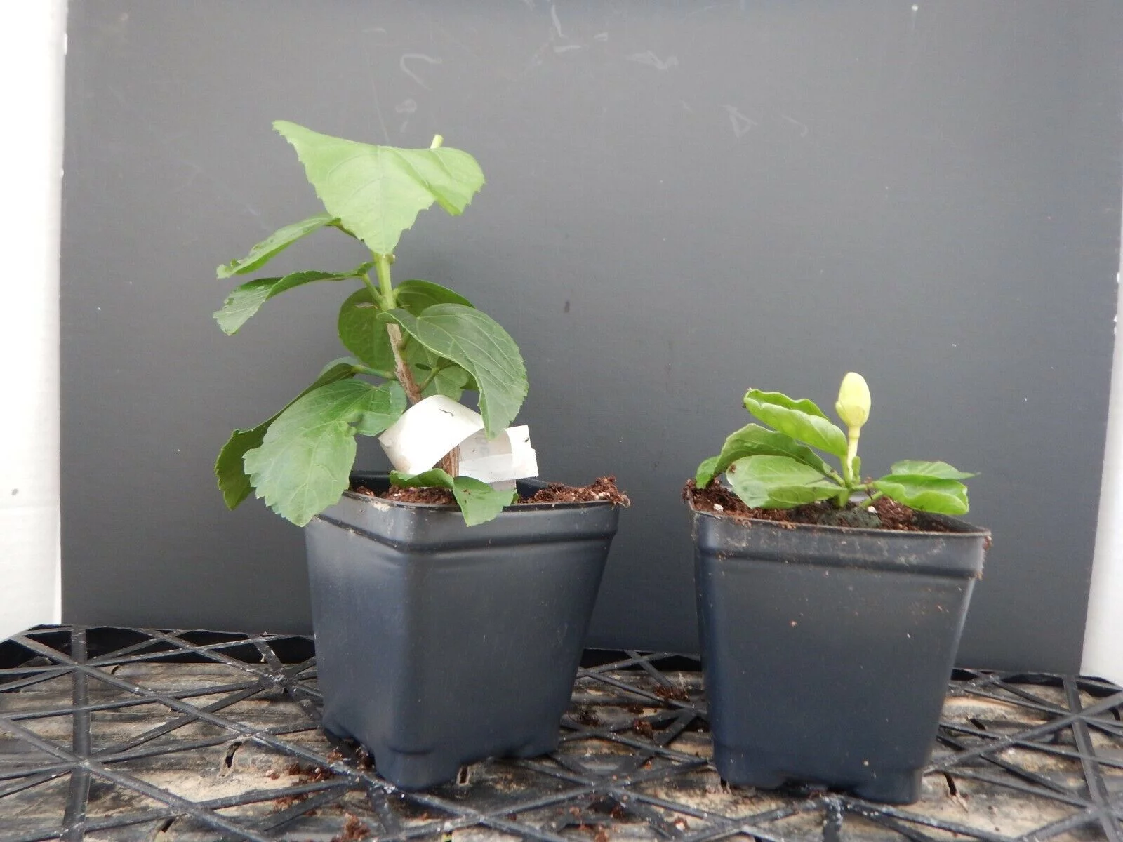 **HANDSOME TY** Rooted Tropical Hibiscus Plant**Ships Bare Root**