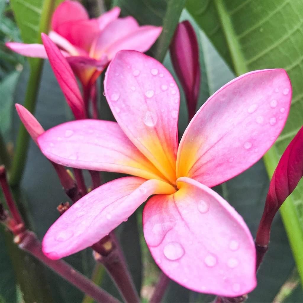 Hawaiian Rare Plumeria Frangipani Plant Planta Cuttings Red, White, Yellow, Pink - 10 Inch - Discount Hawaiian Gifts LQ4 (Pink)