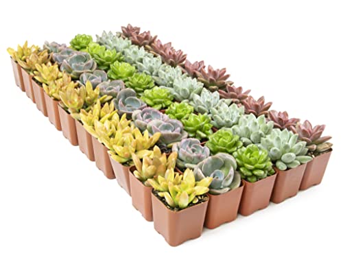 Altman Plants, Live Succulent Plants (20 Pack) Assorted Potted Succulents Plants Live House Plants in Cacti and Succulent Soil Mix, Cactus Plants Live Indoor Plants Live Houseplants in Planter Pots