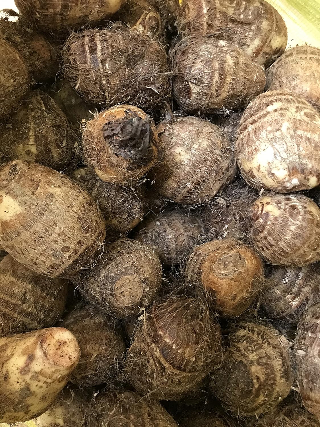 3 Fresh Live Bulbs Colocasia gigantea Thailand Giant Thai Elephant Ear Huge Taro Leaf