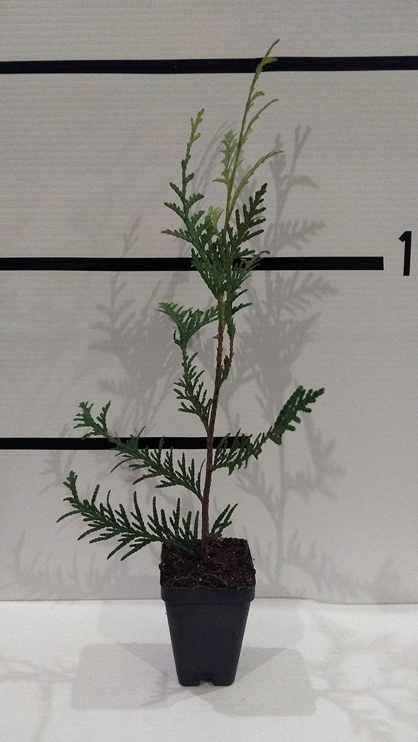 Green Giant Arborvitae 50 Pack in 3