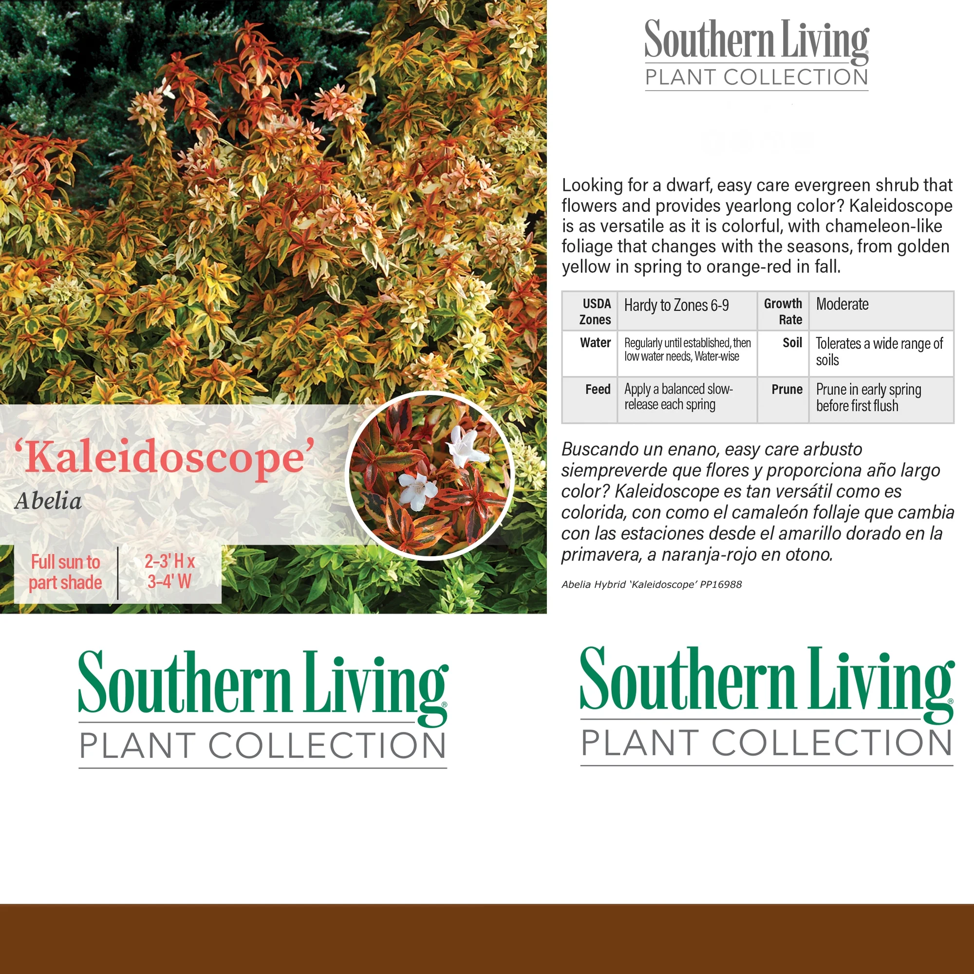 Southern Living Plant Collection Abelia Kaleidoscope Live Shrub (2 Gallon)