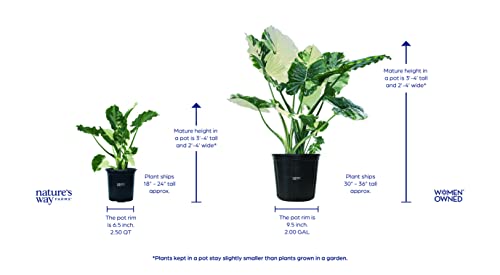 Nature's Way Farms, Alocasia Dawn Variegated, Rare Plant Collection, Live Plant (18-24 in. Tall) in Grower Pot