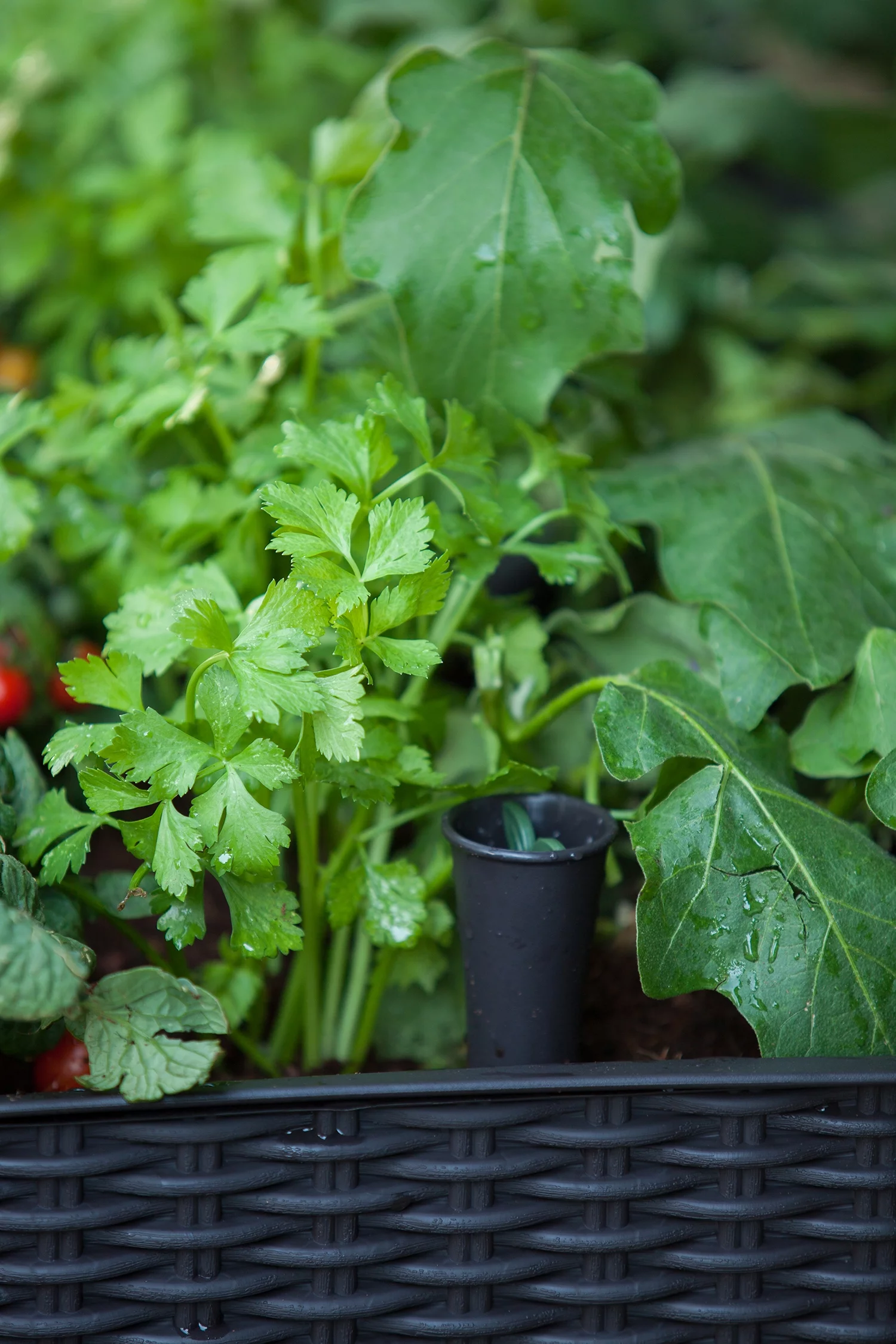 Keter Easy Grow Elevated Garden Bed, Anthracite