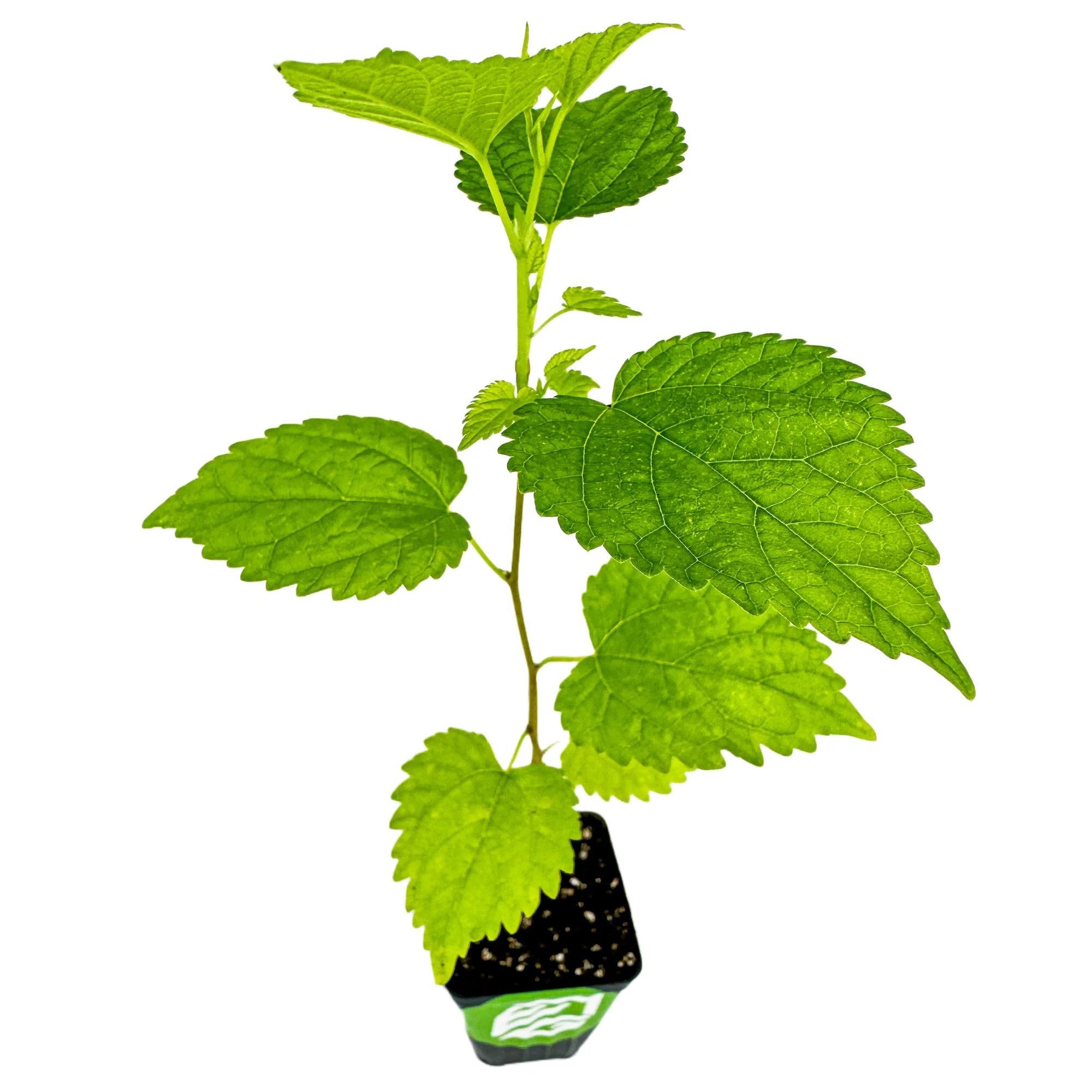Dwarf Everbearing Black Mulberry Tree Live Plant - Morus nigra - Wellspring Gardens Starter Plant