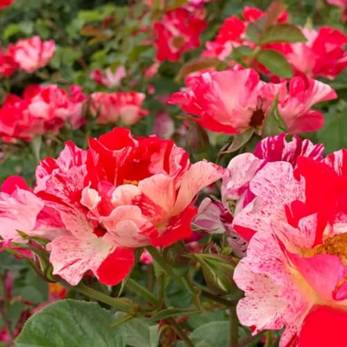 Starter Climbing Roses Live Plants, Rose Bushes Ready to Planting, No Pot, Cut Back, Well Rooted, 6-8 Months Old (Fourth of July)