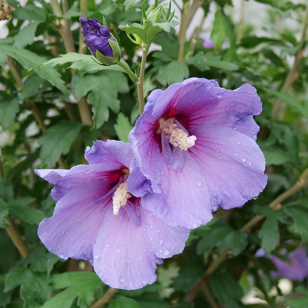 2 Gallon Proven Winners Hibiscus Paraplu Violet Shrub