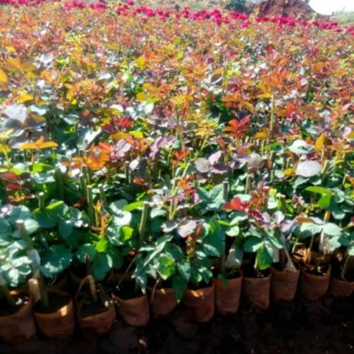 Climbing Roses Live Plants, Rose Bushes Ready to Planting, No Pot, Cut Back, Well Rooted, 6-8 Months Old (Deep Purple Lavender Striped)