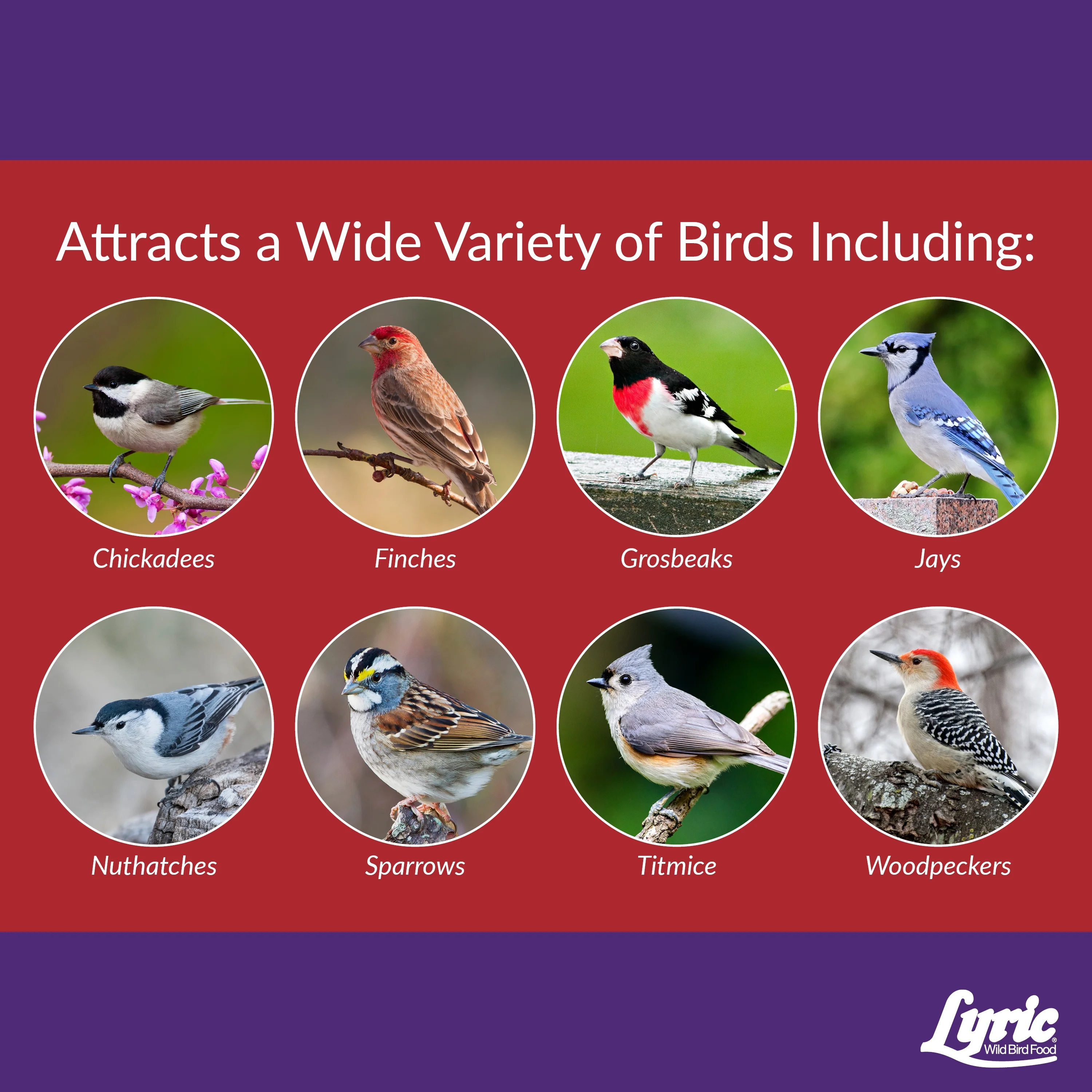 Lyric Delite Wild Bird Seed, No Waste Bird Food with Shell-Free Nuts & Seeds - 20 lb. Bag