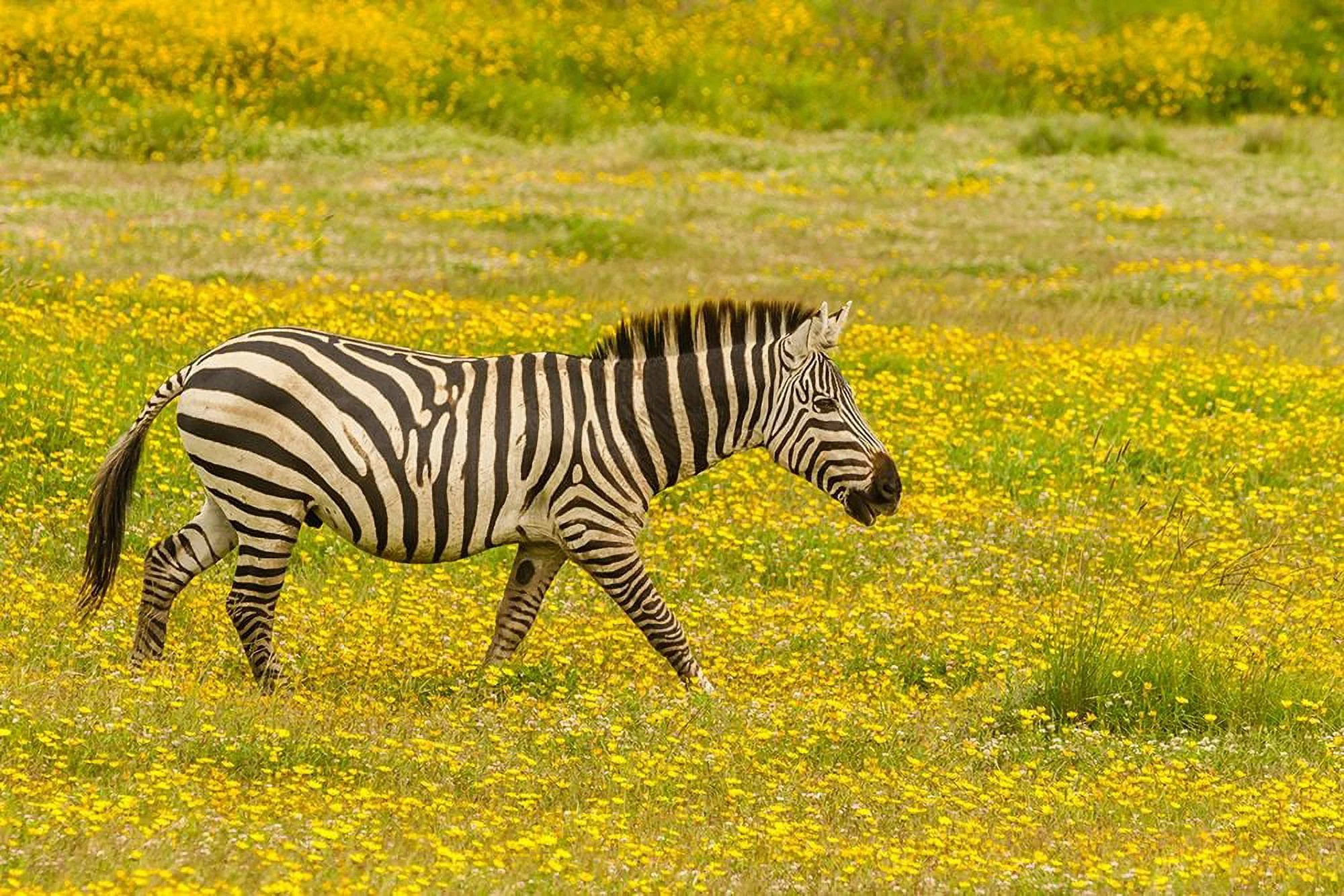Jaynes Gallery 24x17 Black Ornate Wood Framed with Double Matting Museum Art Print Titled - Africa-Tanzania-Ngorongoro Crater Zebra walking in flower field
