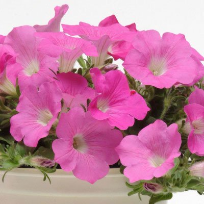 Petunia - Wave Pink - Great for Containers and Landscape - Flower Seeds