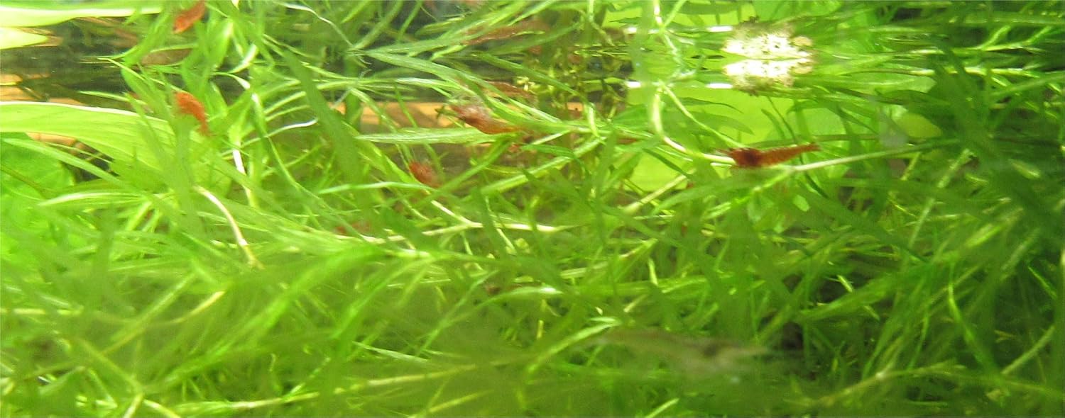 INSTANT SHRIMP COLONY: 12 RED CHERRY SHRIMP Sakura Grade Neocaridina Freshwater Aquarium Shrimp, Live Arrival Guarantee Ships with Feed & Guppy Grass