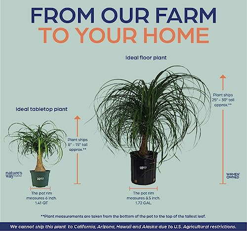 Nature's Way Farms Ponytail Palm Live Houseplant (8-15 inches Tall) in growers pot