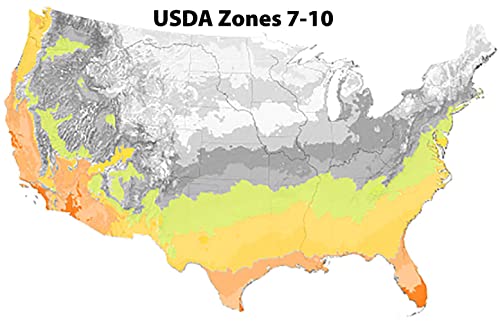 Blooming & Beautiful - Cleopatra Camellia - 3 Gal - Evergreen Shrub - Rose-Pink Semi-double Flower - Fall Blooming - Zones 7-9 - Camellia Sasanqua 'Cleopatra' - 3 Gallon Pot