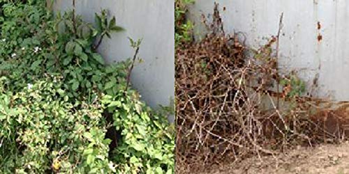 RM43 43-Percent Glyphosate Plus Weed Preventer Total Vegetation Control, 2.5-Gallon