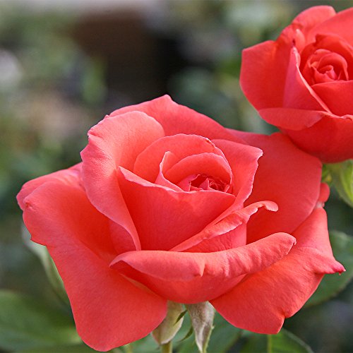 Heirloom Roses Fragrant Rose Bush - America™ Apricot Rose Plant, Climbing Roses Live Plant for Planting Outdoors