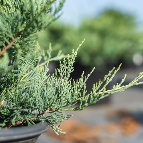 Perfect Plants Grey Owl Juniper 3 Gallon | Evergreen Low Spreading Groundcover Shrub