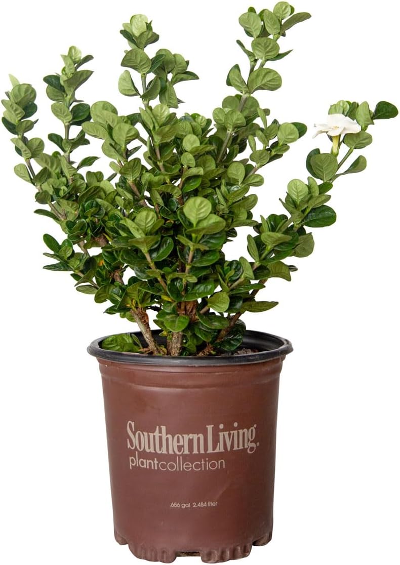 Southern Living Plant Collection 2.5 Quart - Diamond Spire Gardenia, White