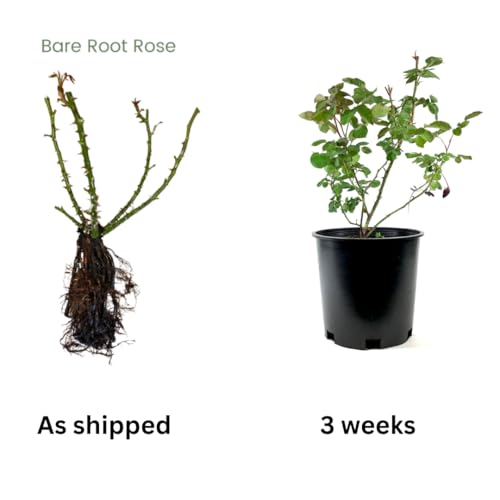 Climbing Roses Live Plants, Rose Bushes Ready to Planting, No Pot, Cut Back, Well Rooted, 6-8 Months Old (Deep Purple Lavender Striped)