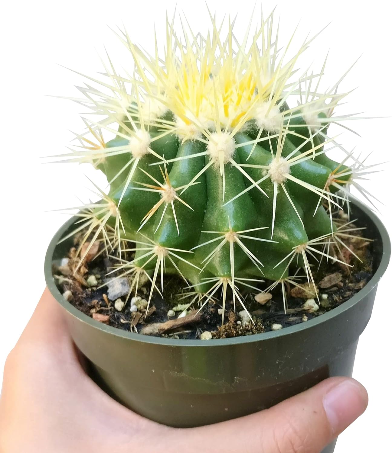 Golden Barrel Cactus (2 inch) - Assorted Live Healthy Unique - Succulents Plants Live, Succulent Plants Fully Rooted, House Plant for Home Office Decoration, DIY Projects