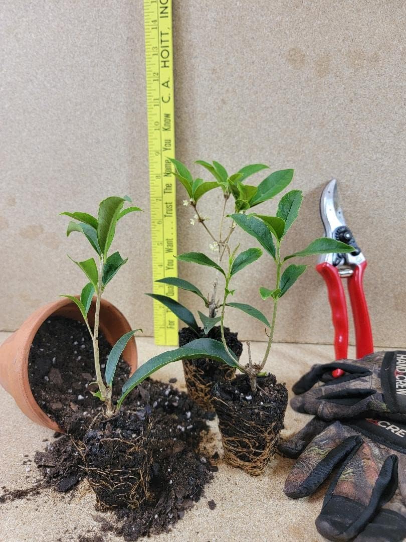 (1) - Fudingzhu Fragrant Tea Olive (osmanthus) - Starter Plant (4L)(1 Plant)