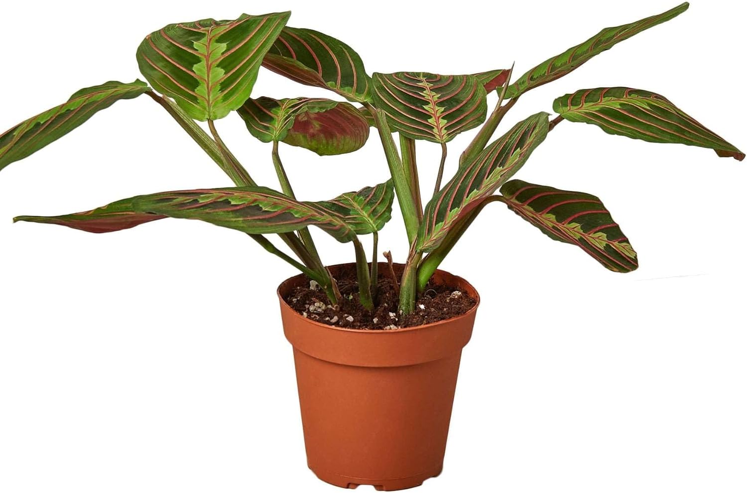 Maranta Red Prayer Live Plant for Indoor | Different Houseplants in 3'' Pot | Real House Plant Decor for Living Room, Office, Desk & Bathroom | Prayer Plant