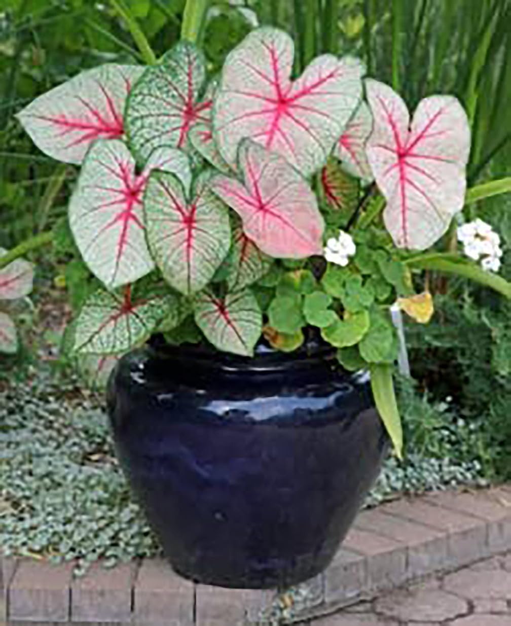 Dwarf Gingerland Caladium - White with Red Marks - Top Size Roots - Zones 9-11