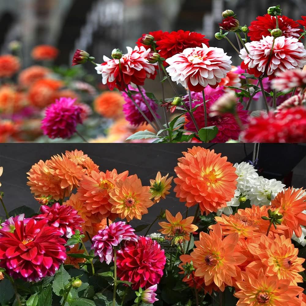 1p Dahlia Bulbs Mix for Planting Outdoors Flower Bulbs tubers Brilliant Color Throughout Summer and Fall.(Perimeter: 4.5in. Random Color)